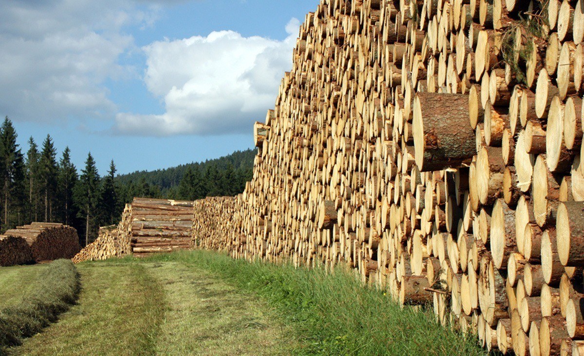 taglio e raccolta del legname